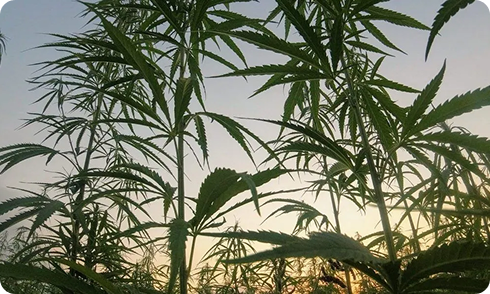 Weed Plant Stages & Growing Life