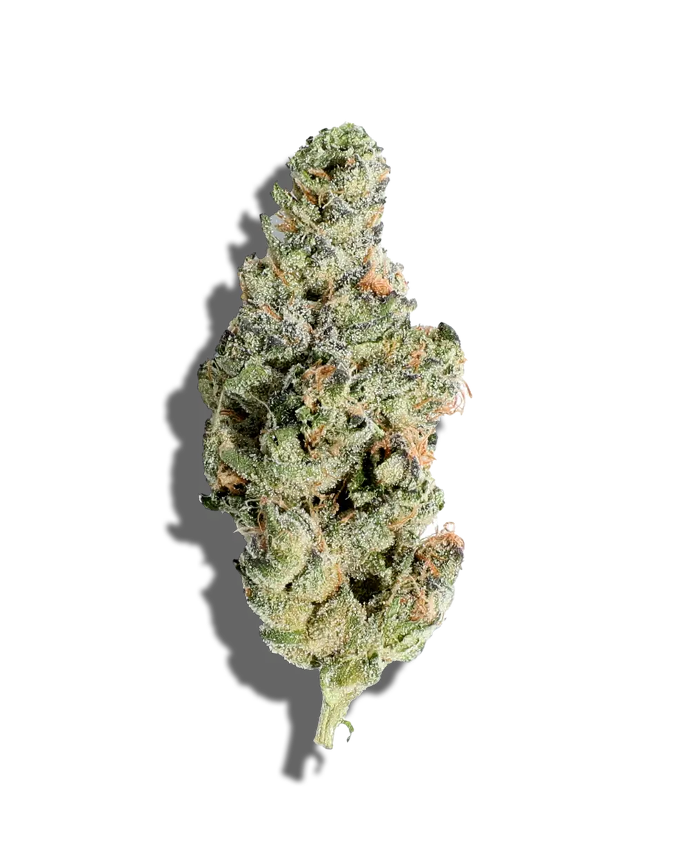 Blueberry Cake(Hybrid)