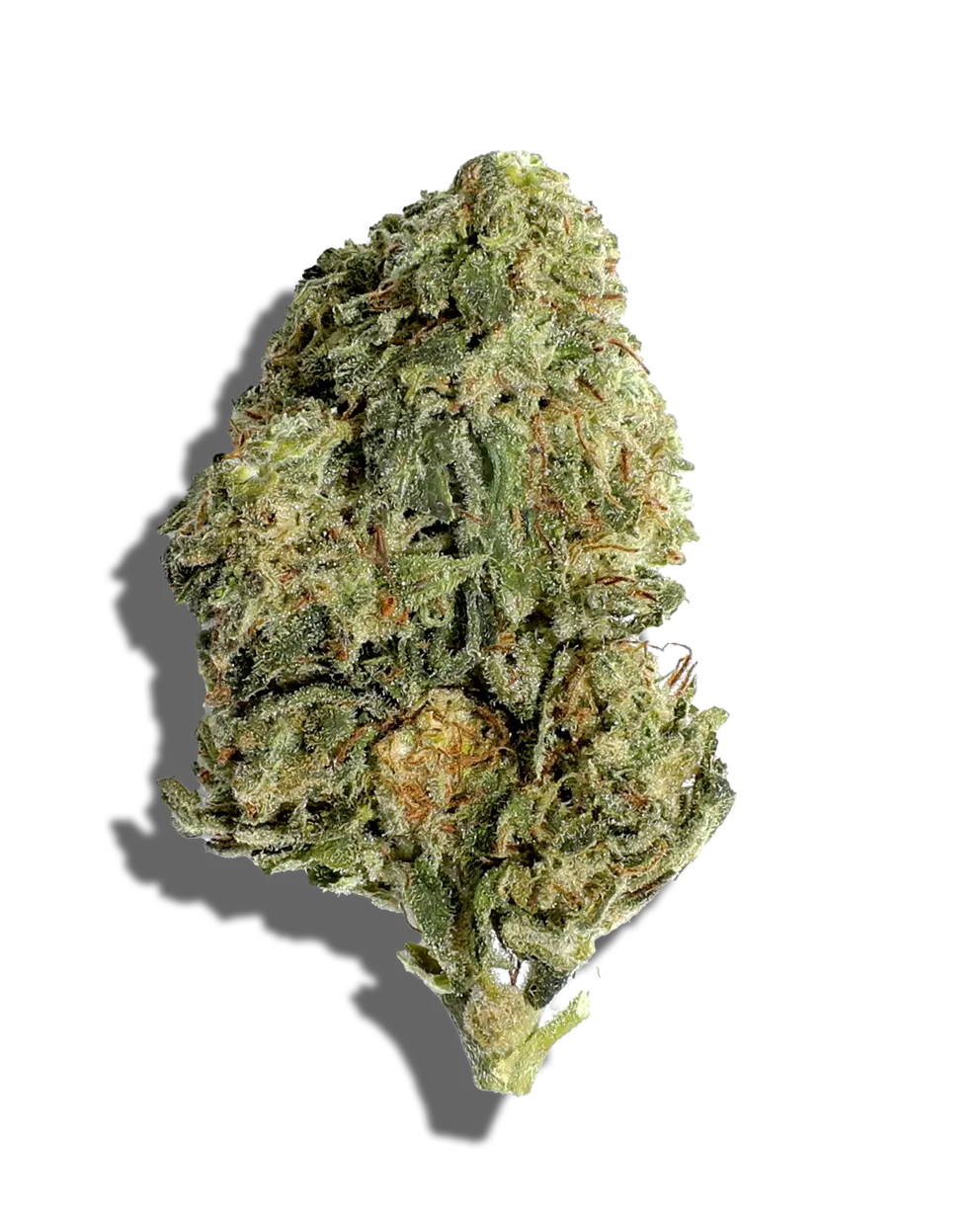 Cherry Candy(Hybrid)