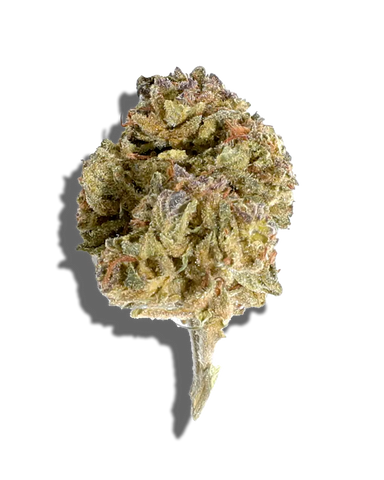 Biscotti Diesel(Hybrid)