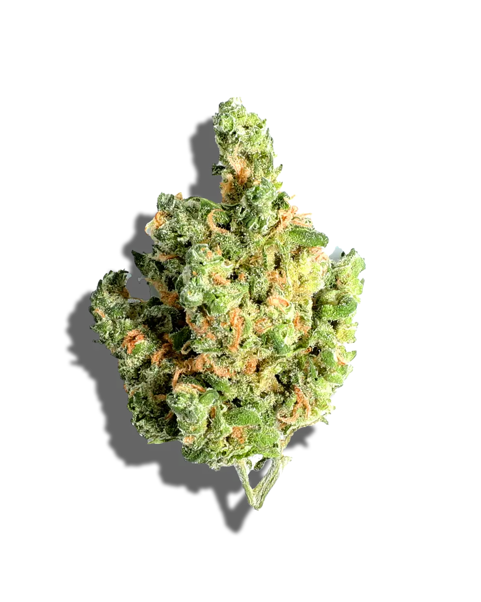 Glitter Bomb(Hybrid)