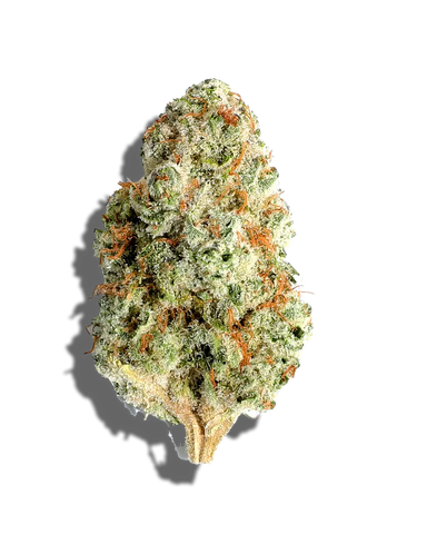 Pink Sherbet(Hybrid)