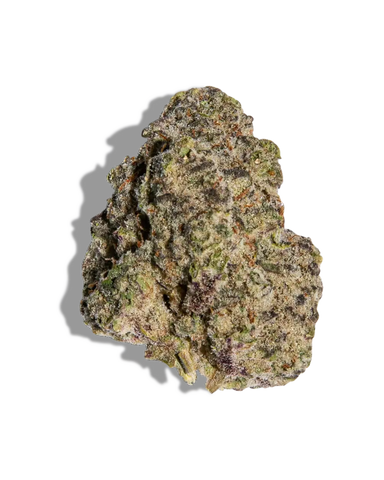 Black Maple(Hybrid)