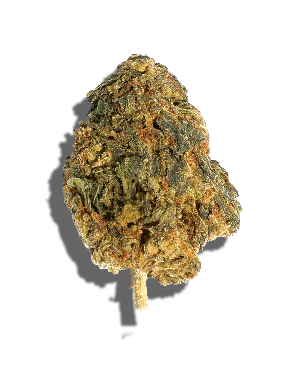Blue Ritz(Hybrid)