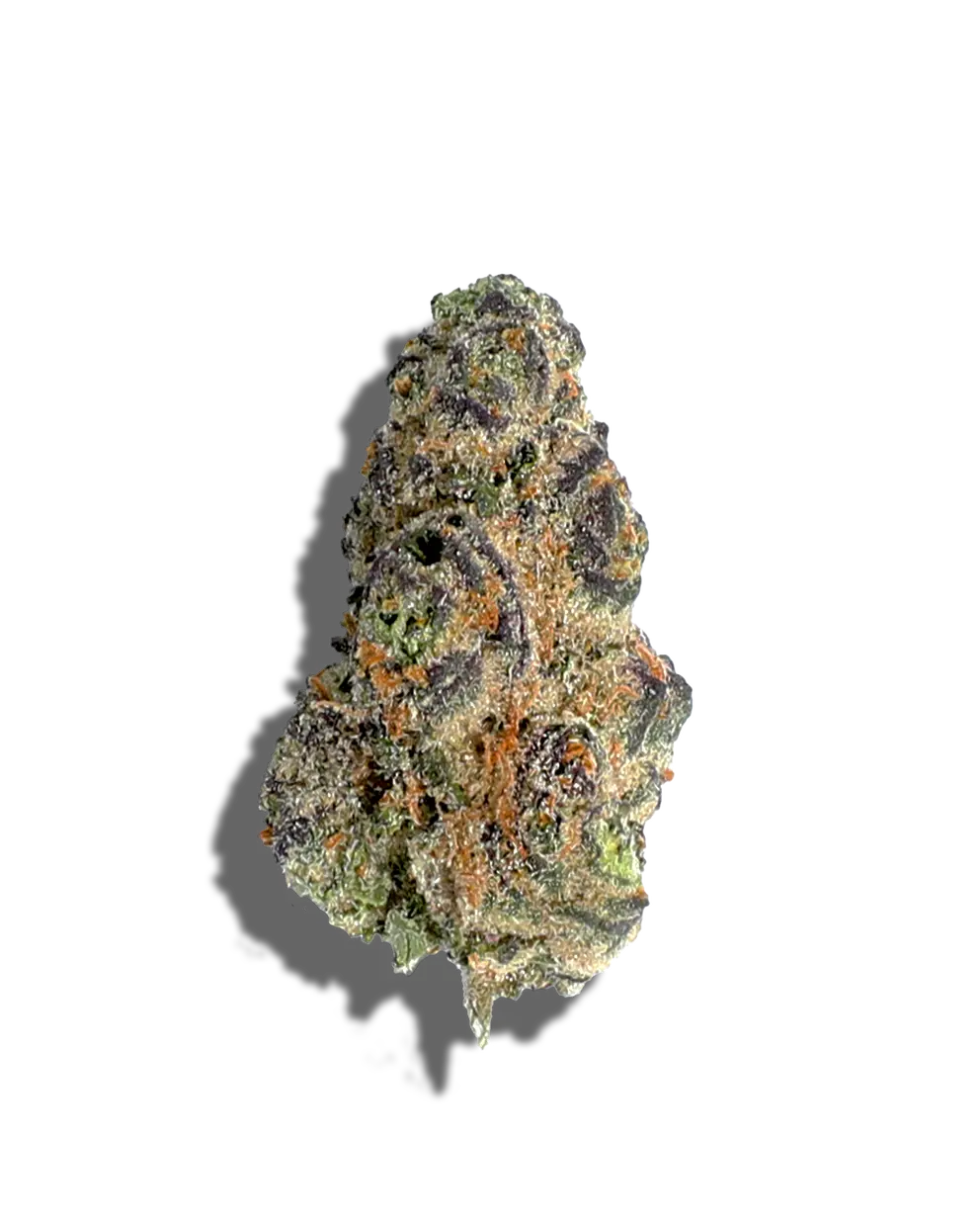 Blue Zoda(Hybrid)