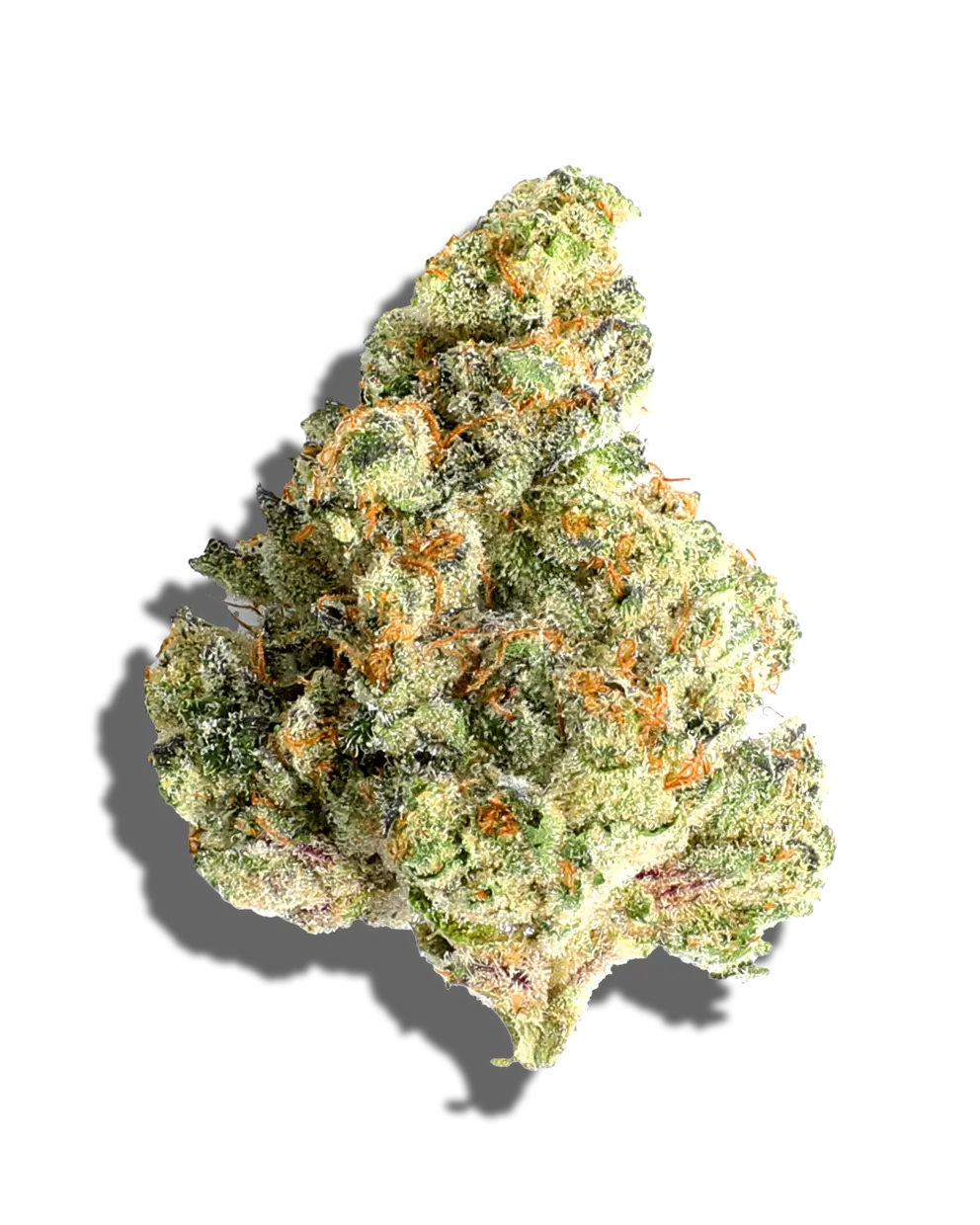 Gelato 31(Hybrid)