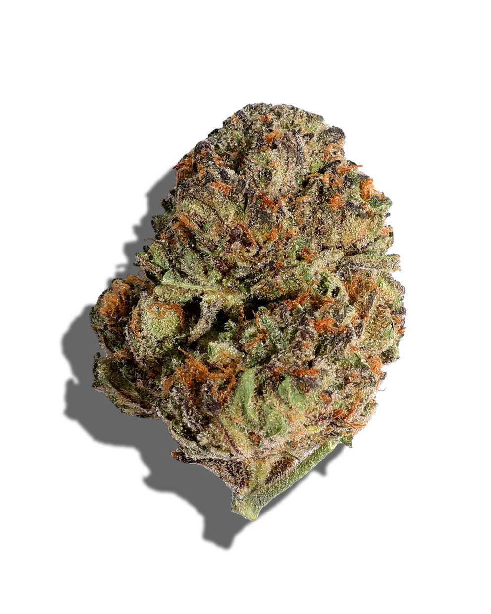 Purple Biscotti(Hybrid)