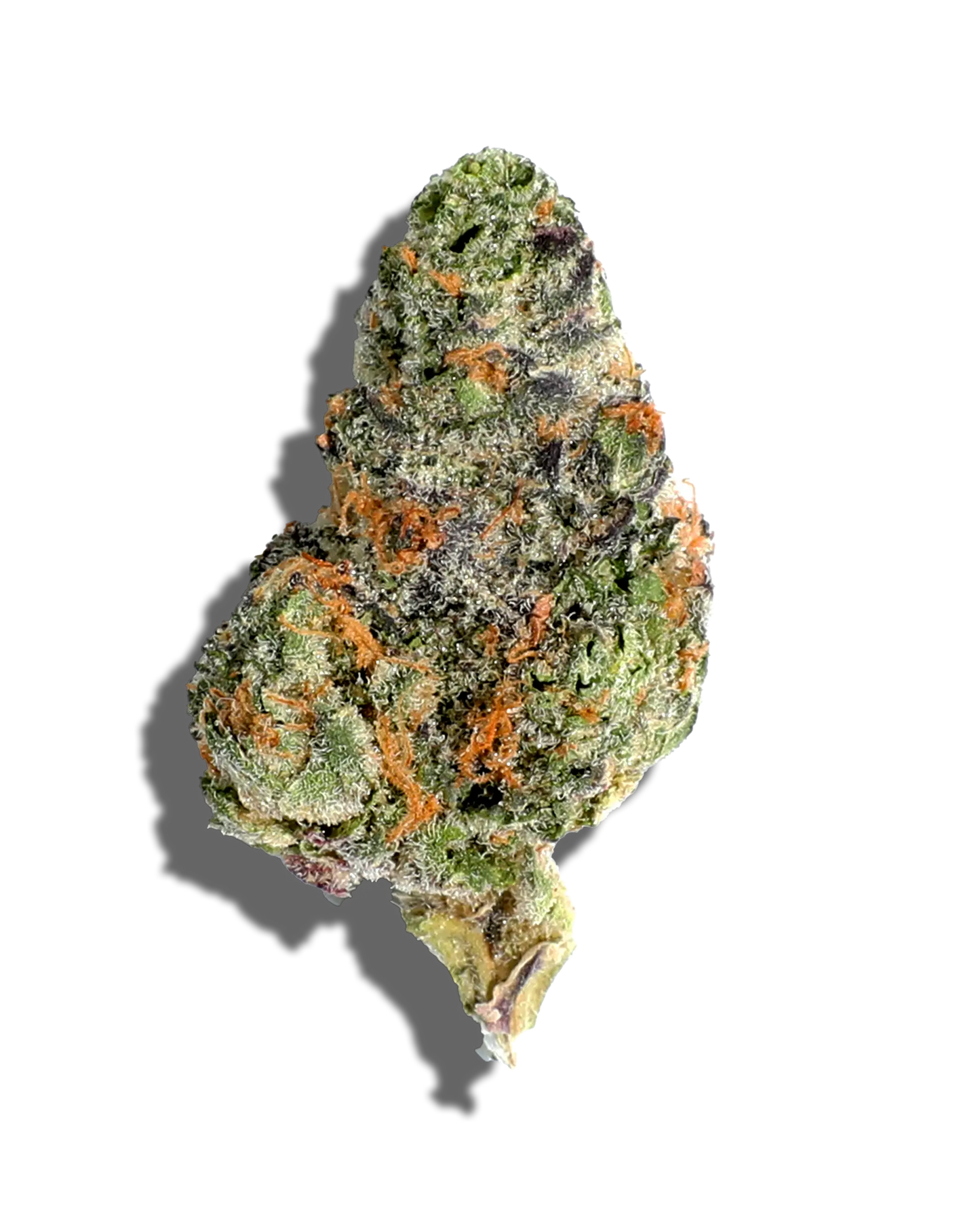 Cheddar Cheese(Hybrid)