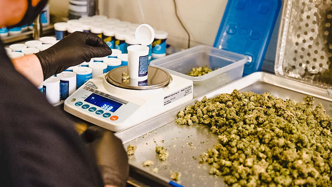 Why THC-A is a Safer Alternative to Illicit Cannabis