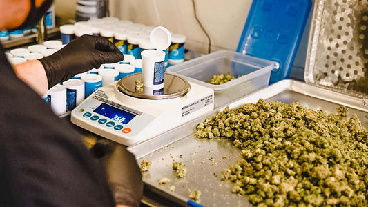Why THC-A is a Safer Alternative to Illicit Cannabis