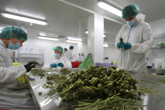 Health Benefits of THC-A