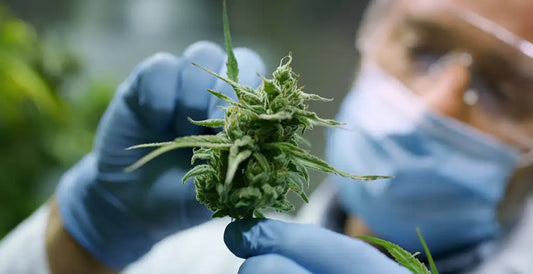 Understanding Terpenes