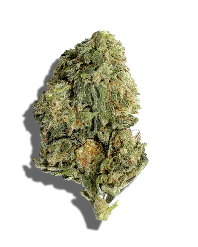 Cherry Candy(Hybrid)