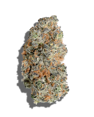 Halle Berry(Hybrid)