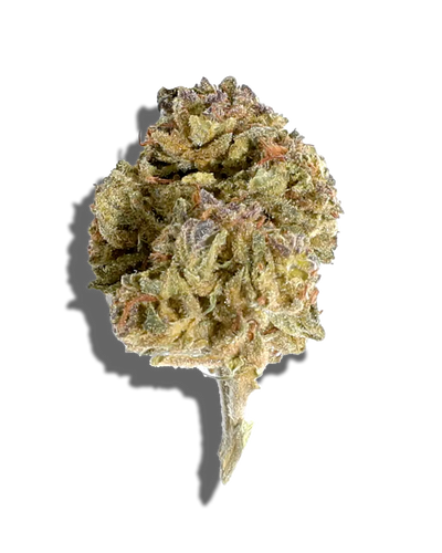 Biscotti Diesel(Hybrid)