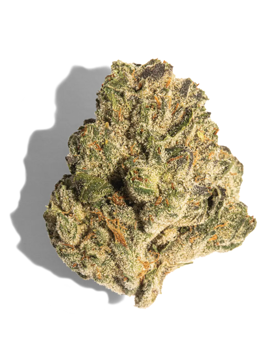 Black Truffle(Hybrid)