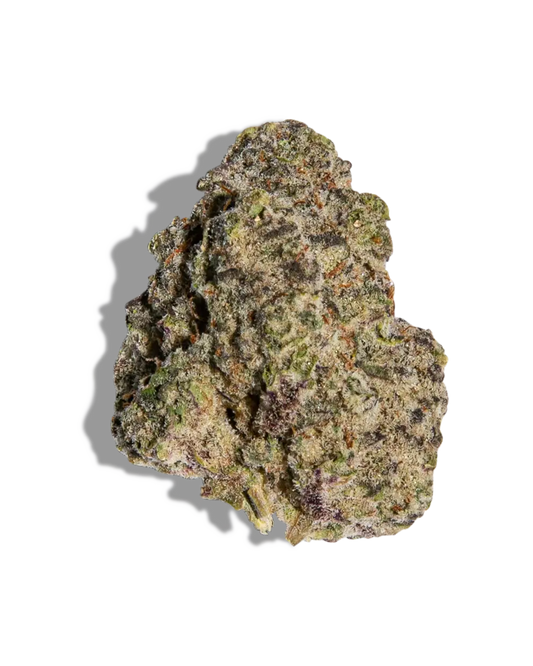 Black Maple(Hybrid)