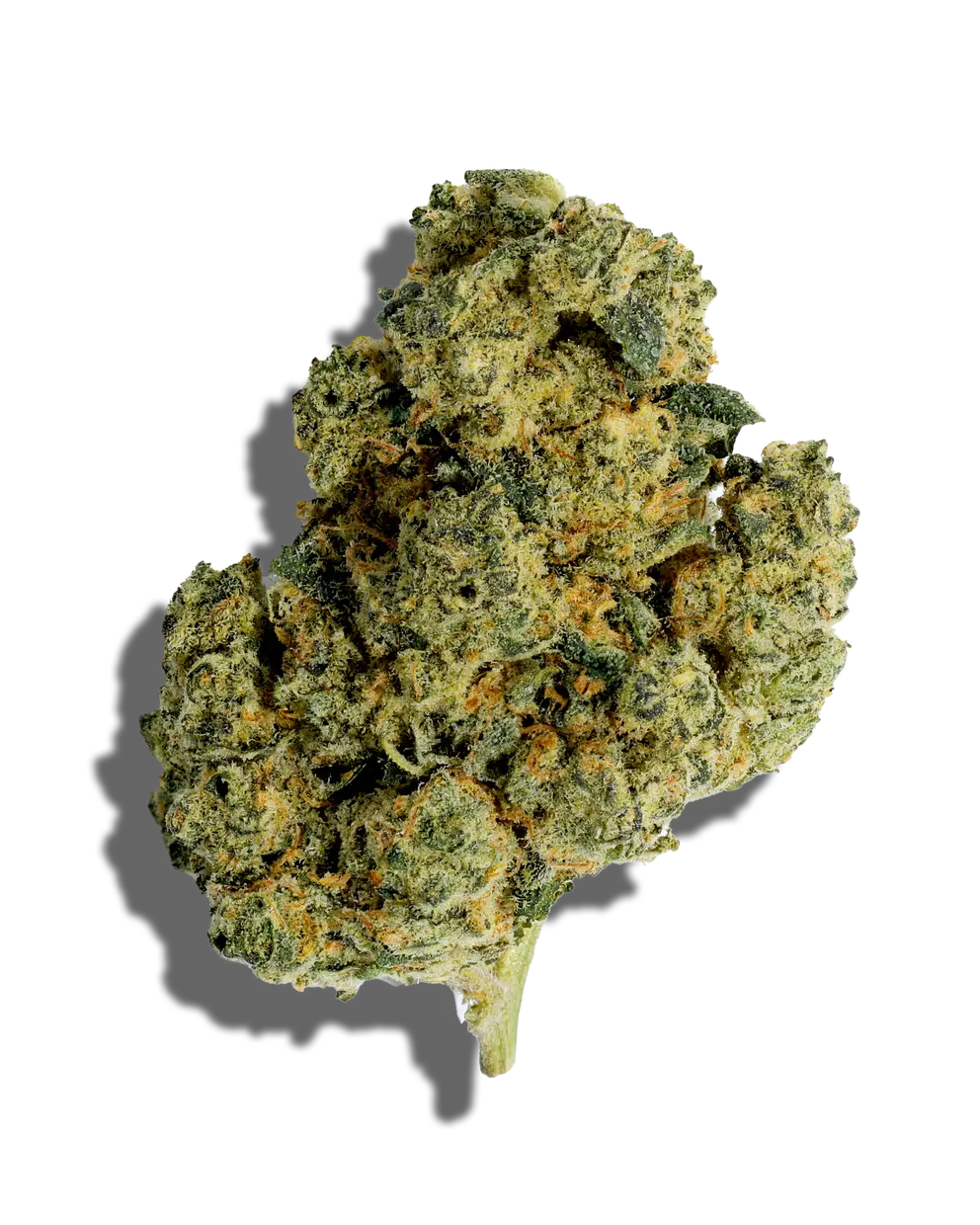 Razzle Dazzle(Hybrid)