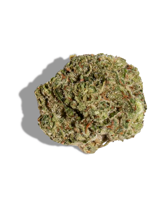 Bolo Gelato(Hybrid)