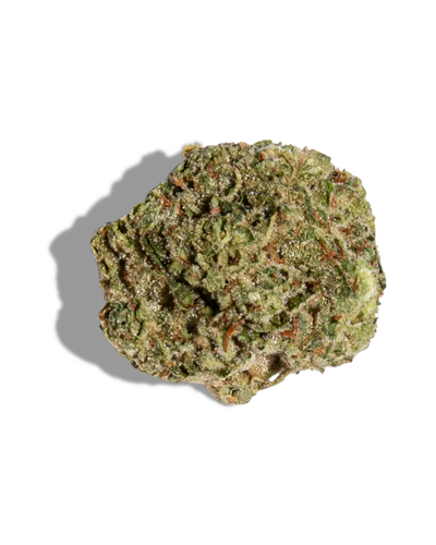 Bolo Gelato(Hybrid)